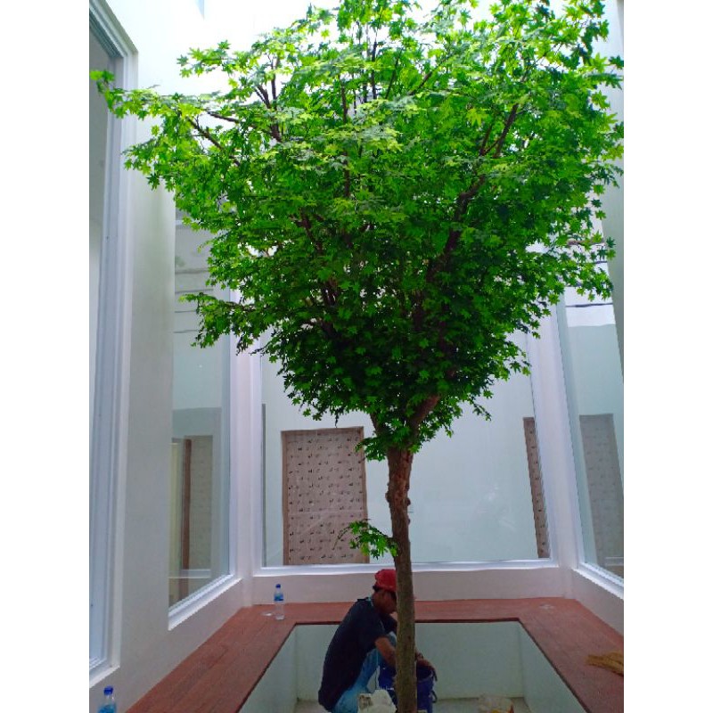 Detail Pohon Maple Jepang Nomer 32