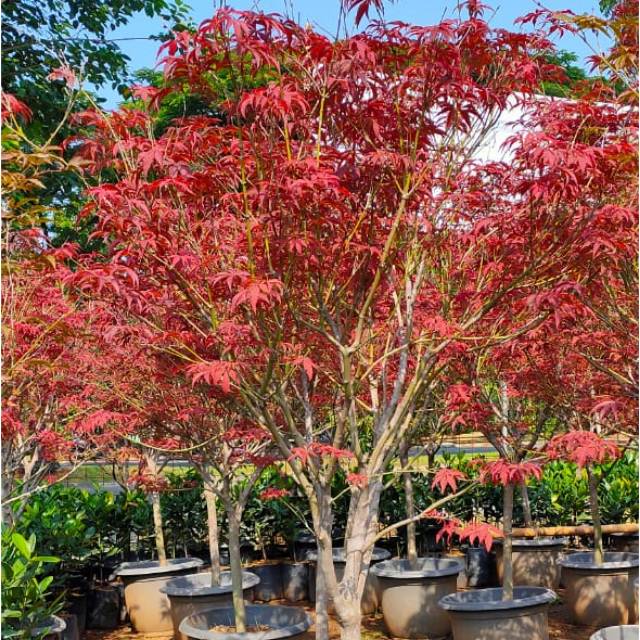 Detail Pohon Maple Jepang Nomer 4
