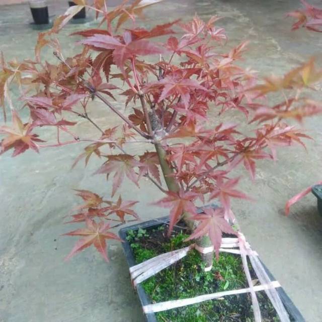 Detail Pohon Maple Jepang Nomer 33