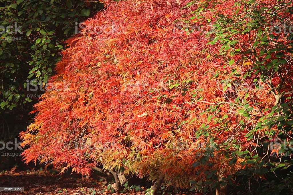 Detail Pohon Maple Jepang Nomer 35