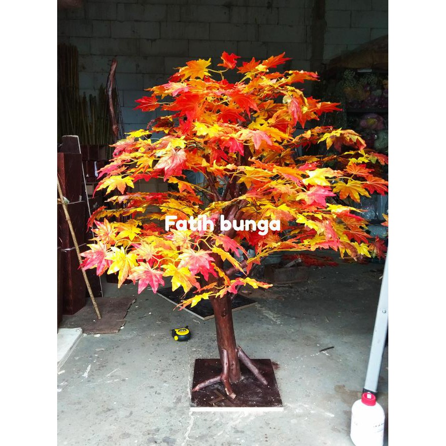 Detail Pohon Maple Jepang Nomer 37