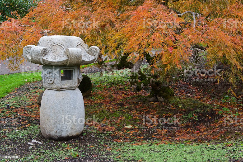 Detail Pohon Maple Jepang Nomer 38
