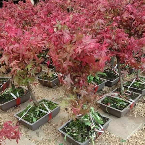 Detail Pohon Maple Jepang Nomer 5