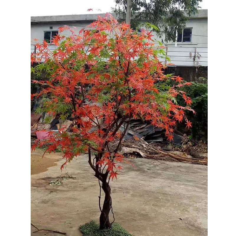 Detail Pohon Maple Jepang Nomer 42