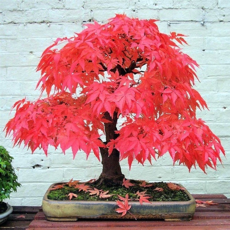 Detail Pohon Maple Jepang Nomer 43