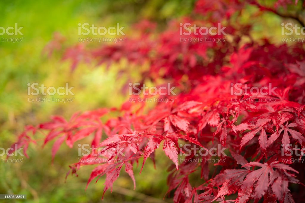 Detail Pohon Maple Jepang Nomer 46