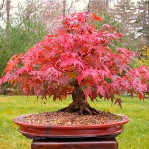 Detail Pohon Maple Jepang Nomer 6