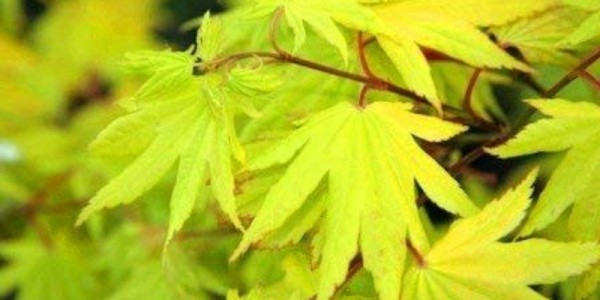 Detail Pohon Maple Jepang Nomer 8