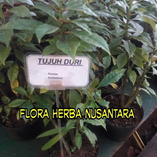 Detail Pohon Mutiara Duri Nomer 42