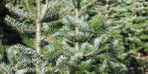 Detail Pohon Natal Asli Nomer 13
