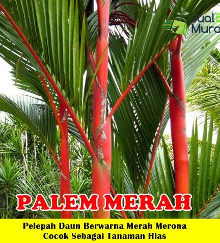 Detail Pohon Palem Bintang Nomer 17