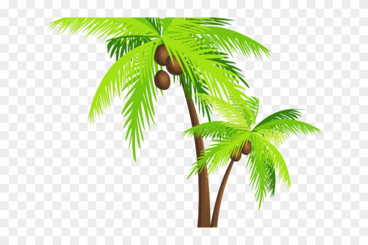 Detail Pohon Palm Png Nomer 12