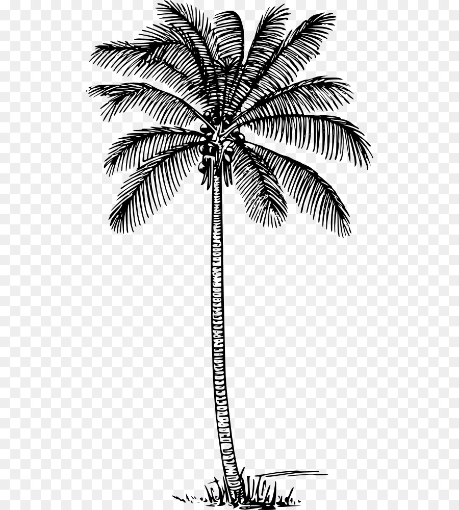 Detail Pohon Palm Png Nomer 16