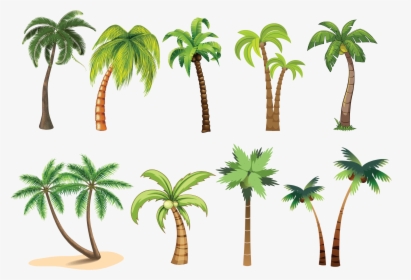 Detail Pohon Palm Png Nomer 40
