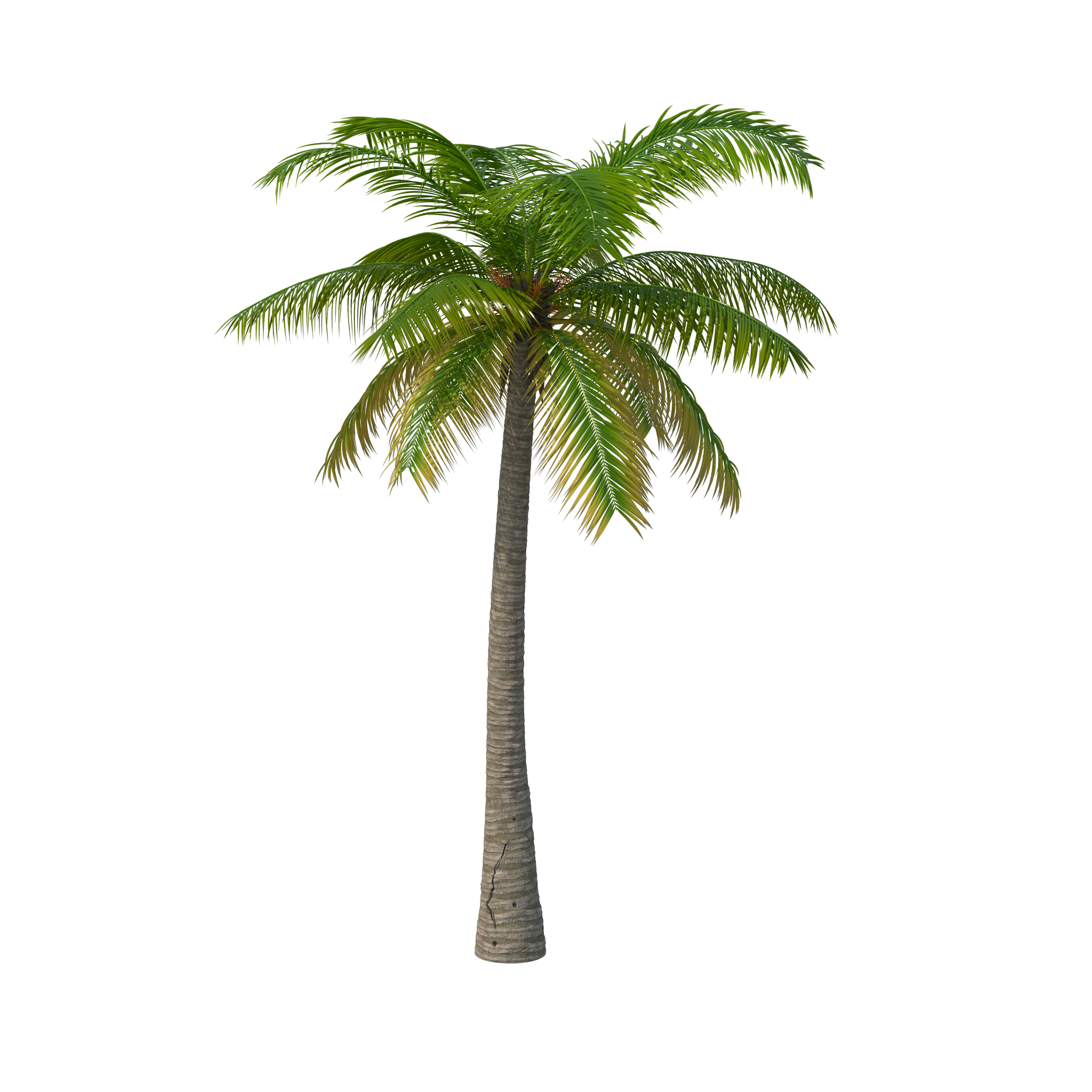 Detail Pohon Palm Png Nomer 43