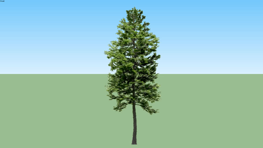 Detail Pohon Pinus Cemara Nomer 48