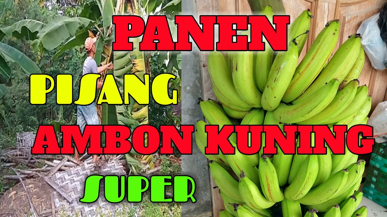 Detail Pohon Pisang Ambon Kuning Nomer 37