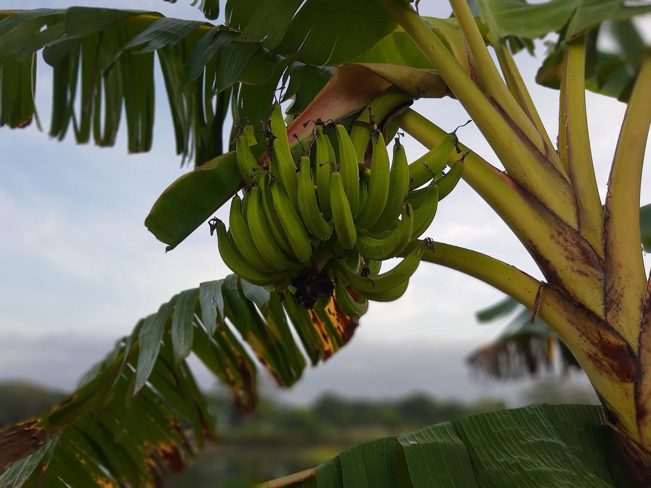 Detail Pohon Pisang Gambar Nomer 38