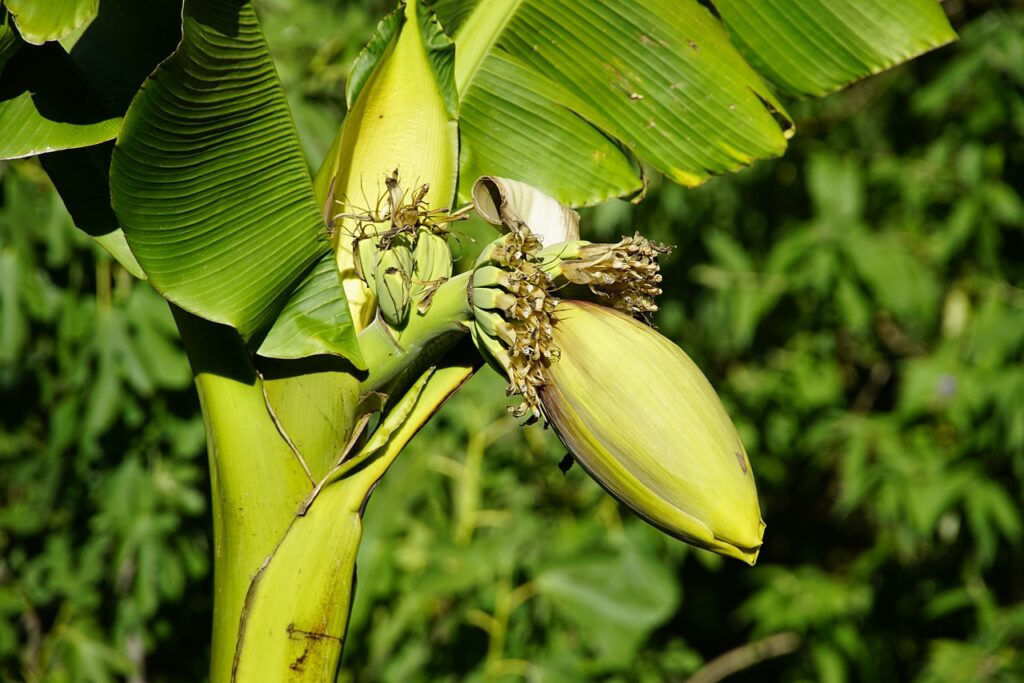 Detail Pohon Pisang Hd Nomer 48