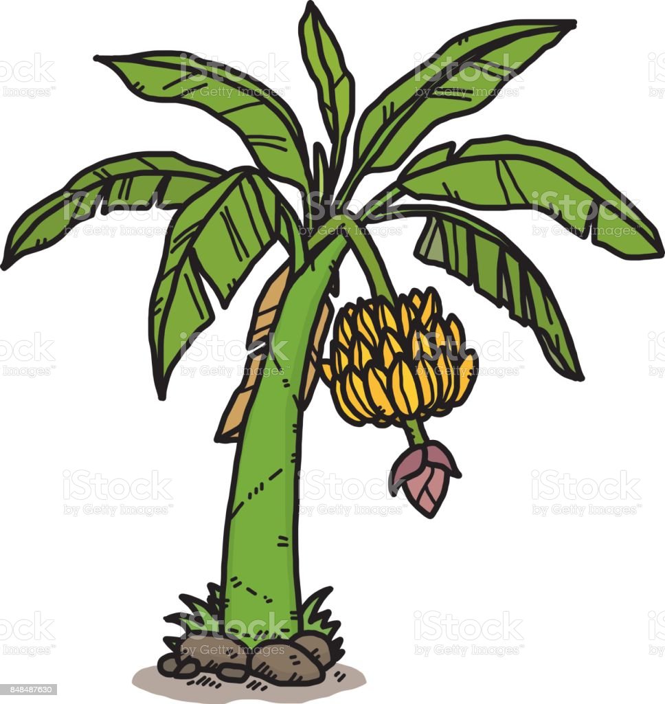 Pohon Pisang Vector - KibrisPDR