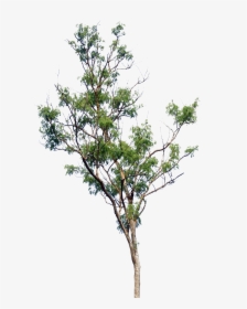 Detail Pohon Png Hd Nomer 31