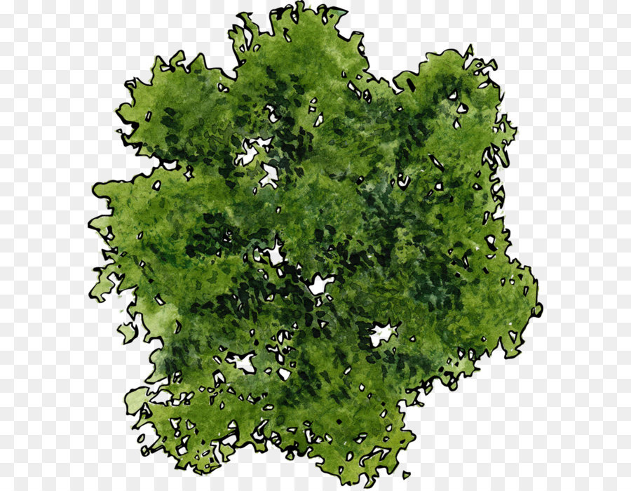 Detail Pohon Png Tampak Atas Nomer 8