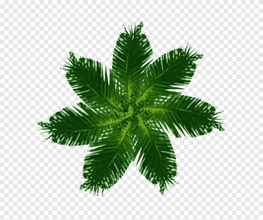 Detail Pohon Png Tampak Atas Nomer 15