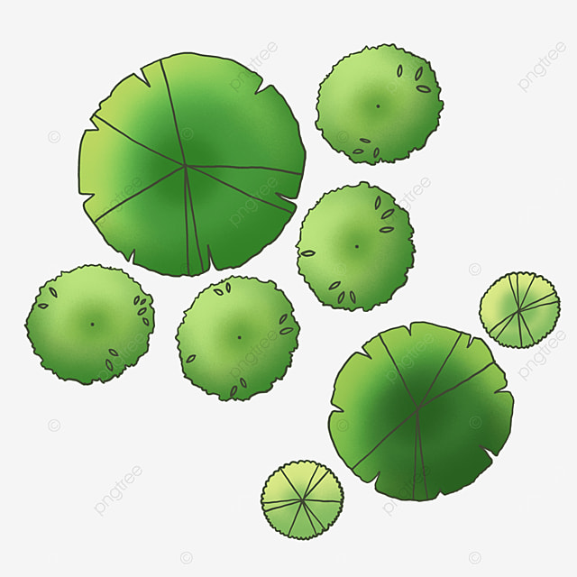 Detail Pohon Png Tampak Atas Nomer 21