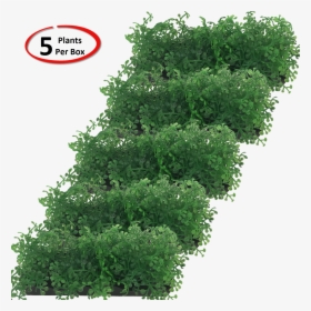 Detail Pohon Png Tampak Atas Nomer 25