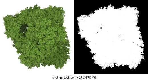 Detail Pohon Png Tampak Atas Nomer 31