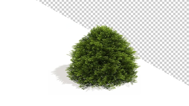 Detail Pohon Png Tampak Atas Nomer 41