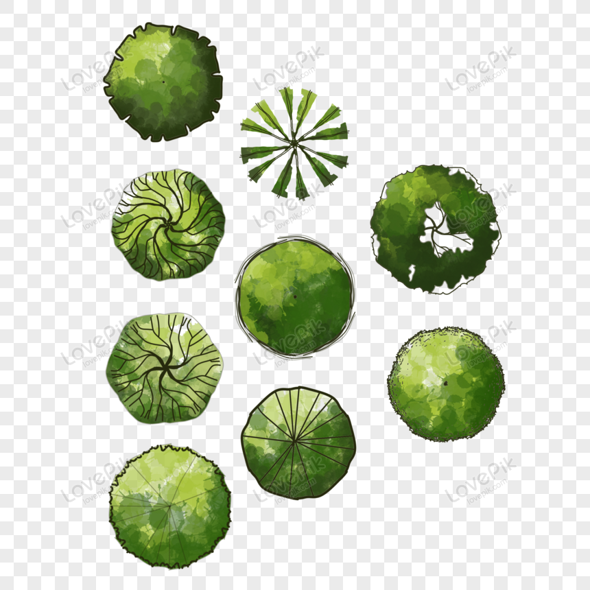 Detail Pohon Png Tampak Atas Nomer 5