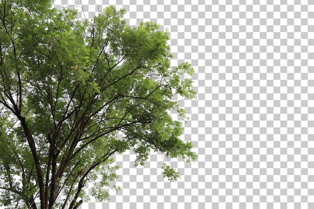 Detail Pohon Psd Nomer 39