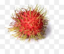 Detail Pohon Rambutan Png Nomer 10