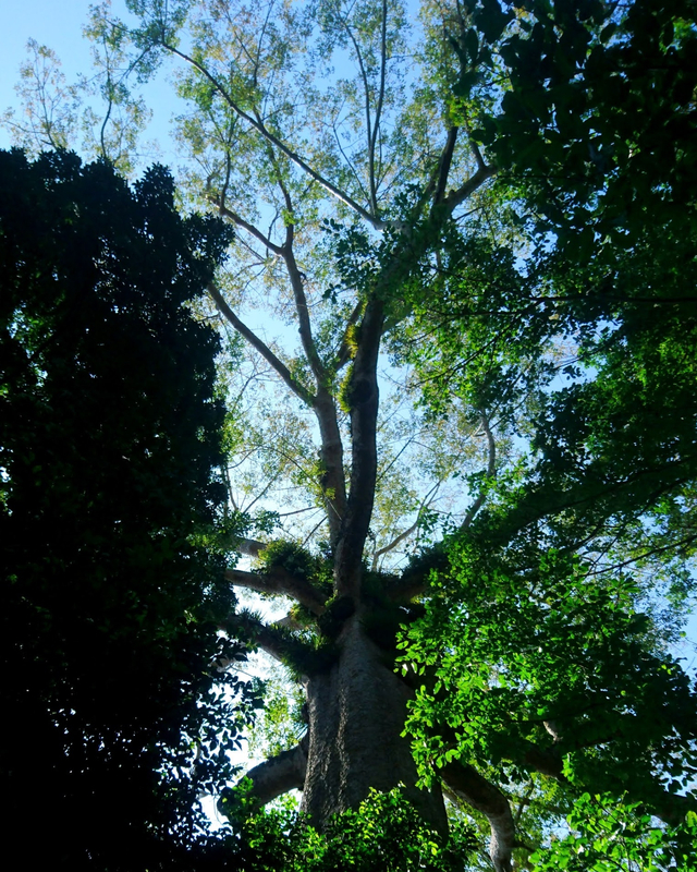 Detail Pohon Randu Alas Nomer 39