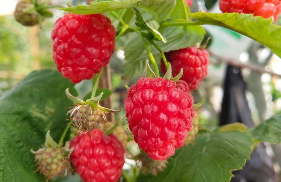 Detail Pohon Raspberry Di Indonesia Nomer 2