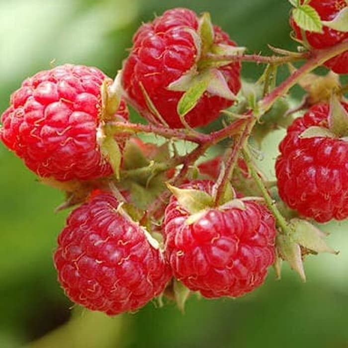 Detail Pohon Raspberry Di Indonesia Nomer 14