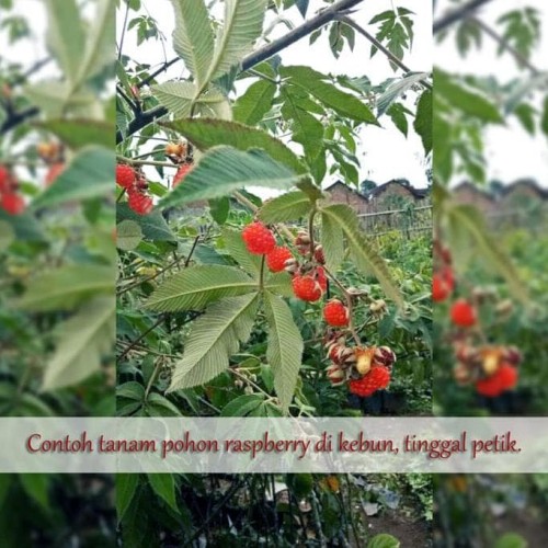 Detail Pohon Raspberry Di Indonesia Nomer 3