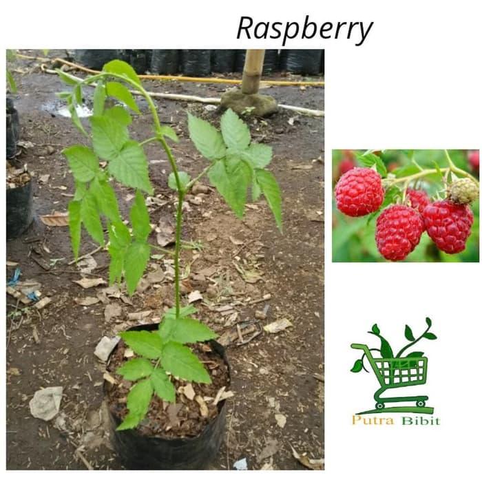 Detail Pohon Raspberry Di Indonesia Nomer 24