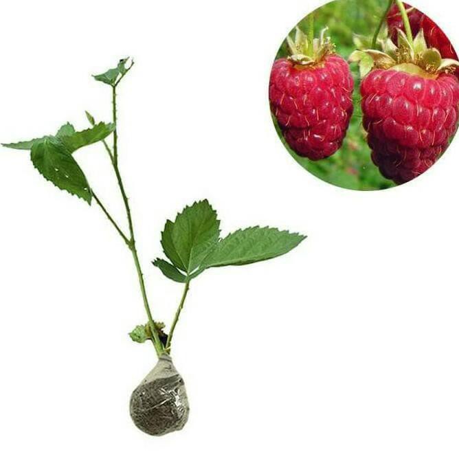 Detail Pohon Raspberry Di Indonesia Nomer 40