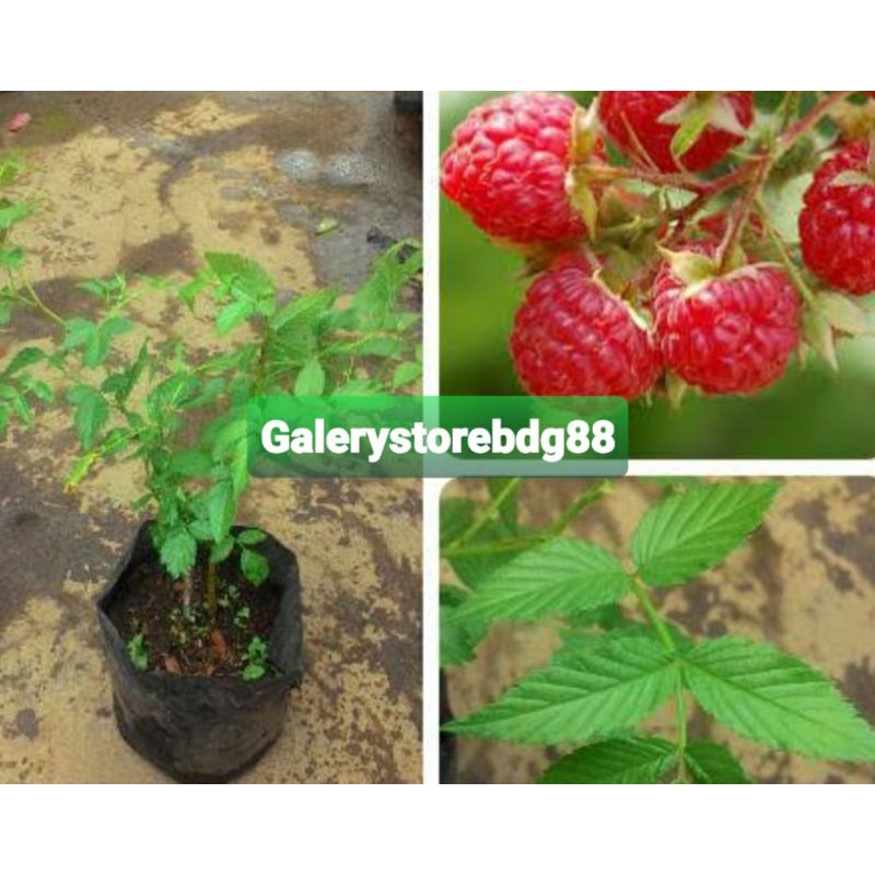 Detail Pohon Raspberry Di Indonesia Nomer 41