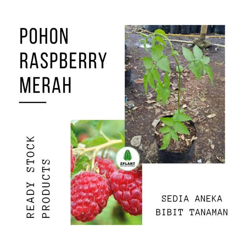 Detail Pohon Raspberry Di Indonesia Nomer 45