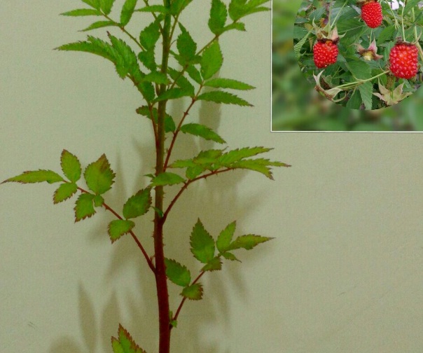 Detail Pohon Raspberry Di Indonesia Nomer 5