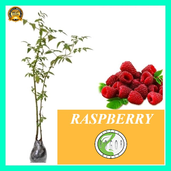 Detail Pohon Raspberry Di Indonesia Nomer 46