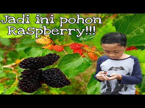 Detail Pohon Raspberry Di Indonesia Nomer 47