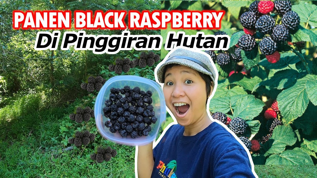 Detail Pohon Raspberry Hitam Nomer 21