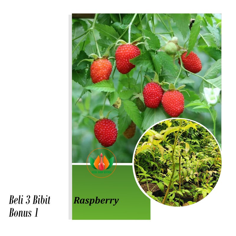 Detail Pohon Raspberry Hitam Nomer 36