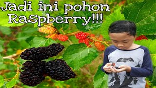 Detail Pohon Raspberry Hitam Nomer 40