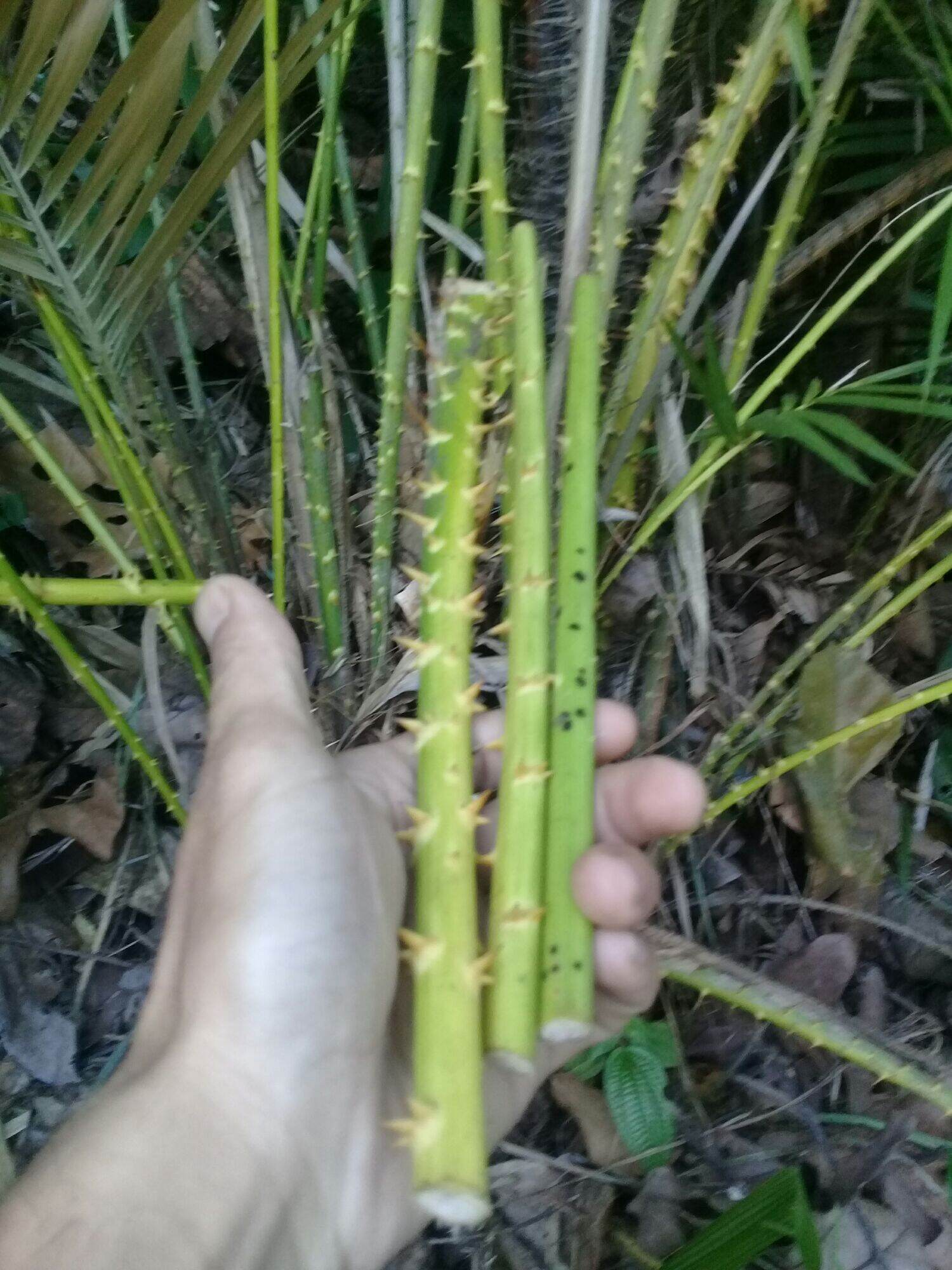 Detail Pohon Rotan Kecil Nomer 30