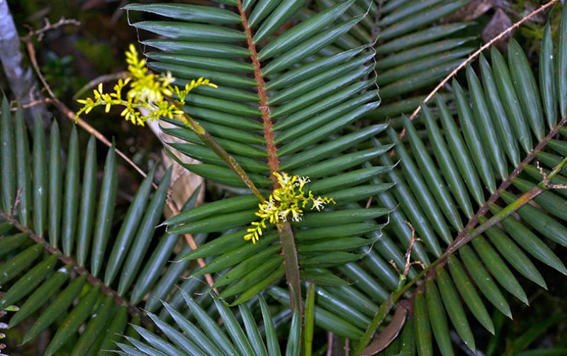 Detail Pohon Rotan Kecil Nomer 36